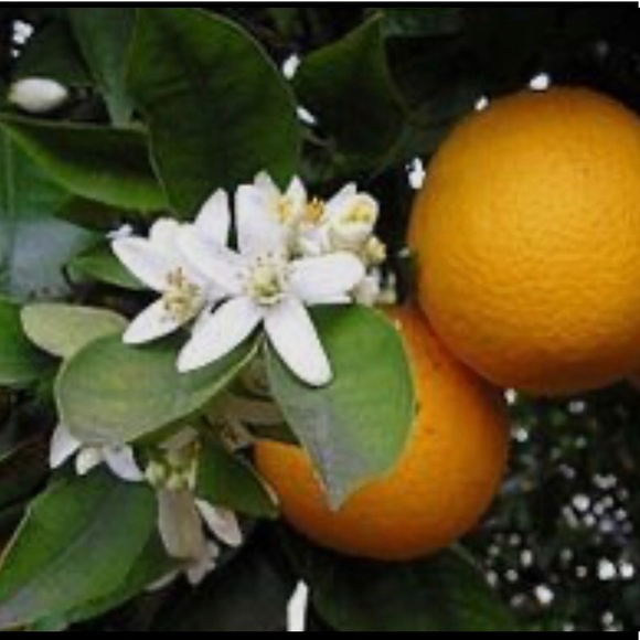 🍊Meet your Posher, Kacey - Picture 2 of 2